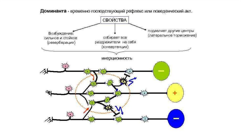 Доминант это. Доминанта в нервных центрах физиология. Принцип Доминанты физиология ЦНС. Принцип Доминанты Ухтомского физиология. Пример Доминанты физиология.