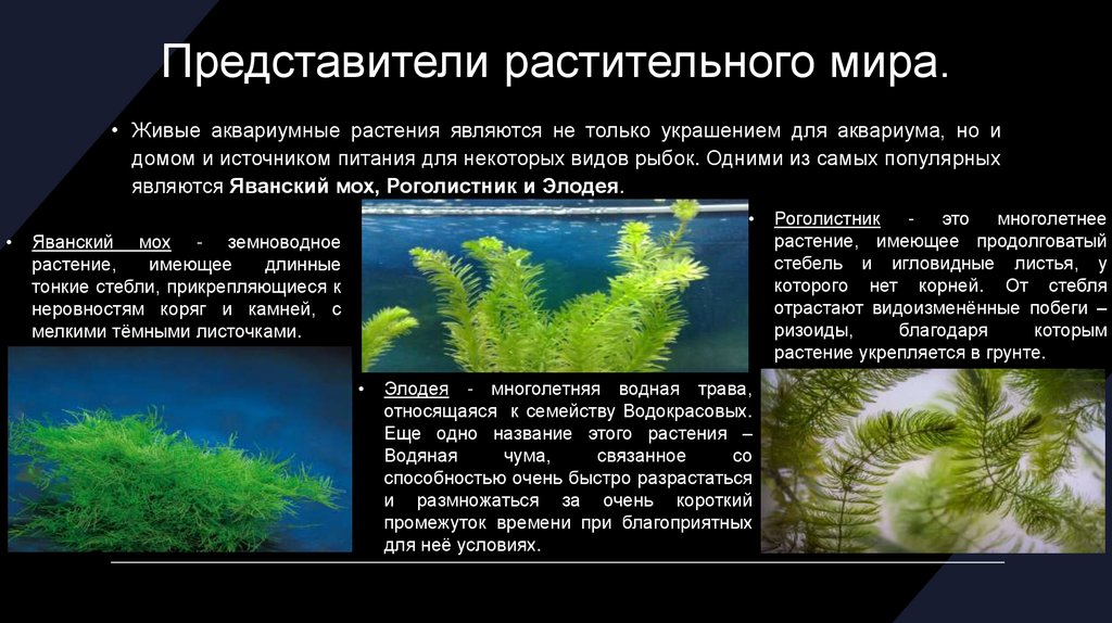 Моделирование: экосистема аквариума. Аквариум как модель экосистемы. Модель экосистемы банкаия (Арчи). Урок 2. аквариум как экосистема.