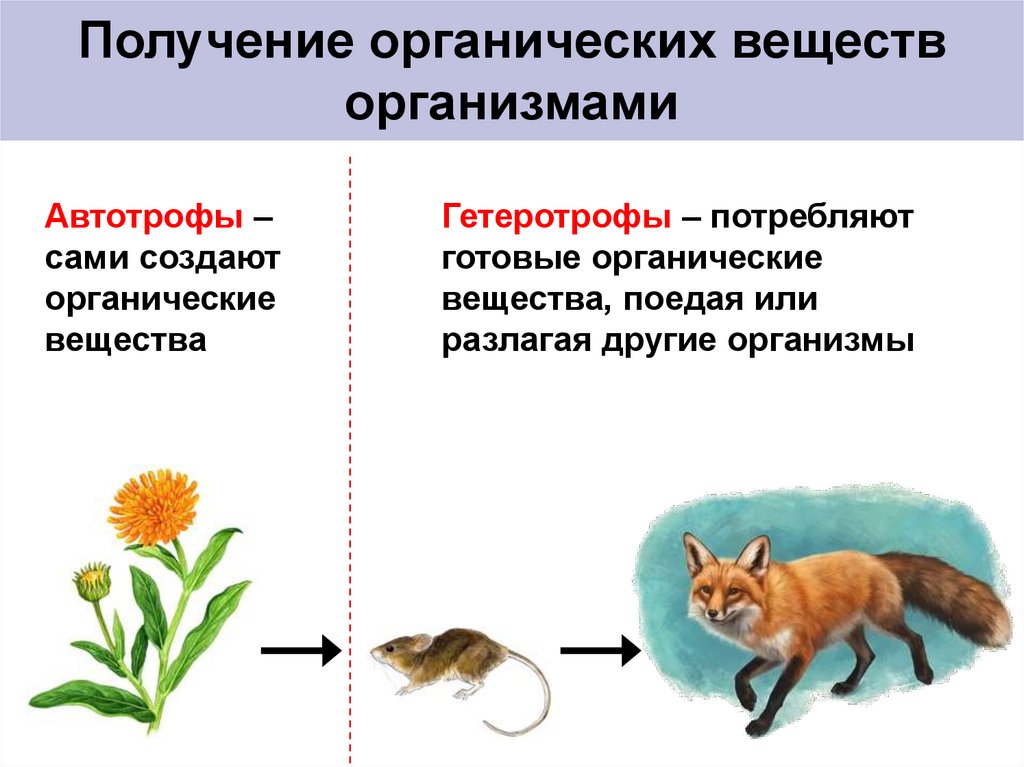 Получение органических веществ организмами