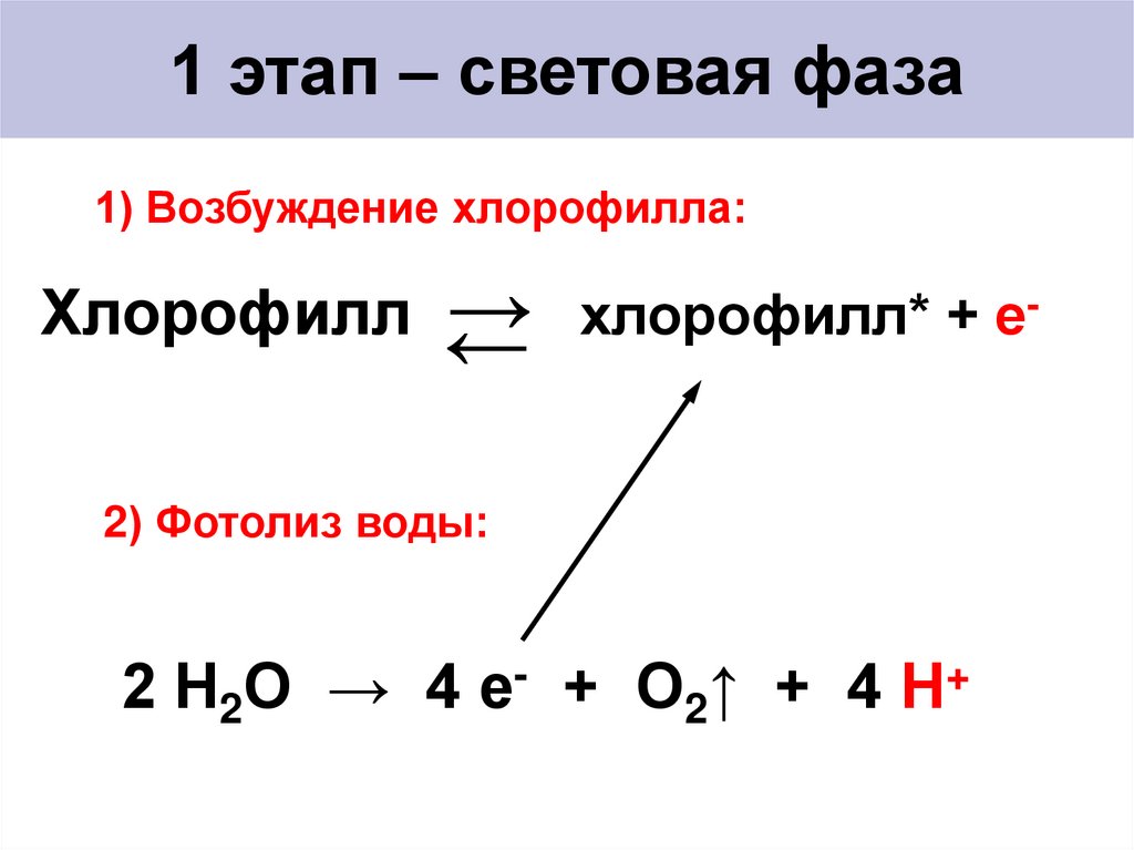 1 этап – световая фаза