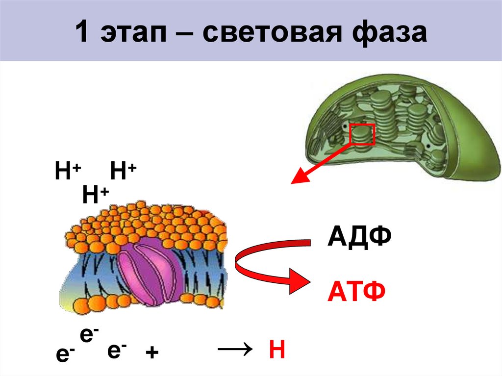 1 этап – световая фаза