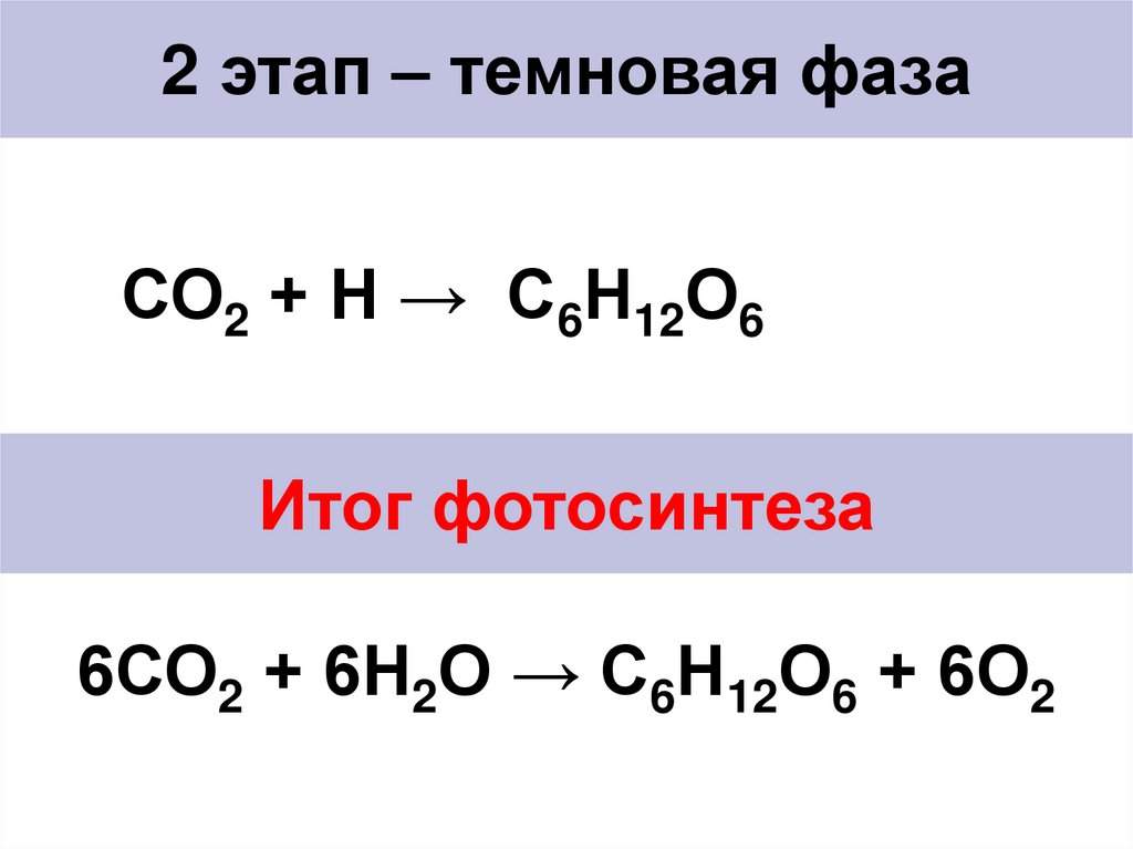 2 этап – темновая фаза