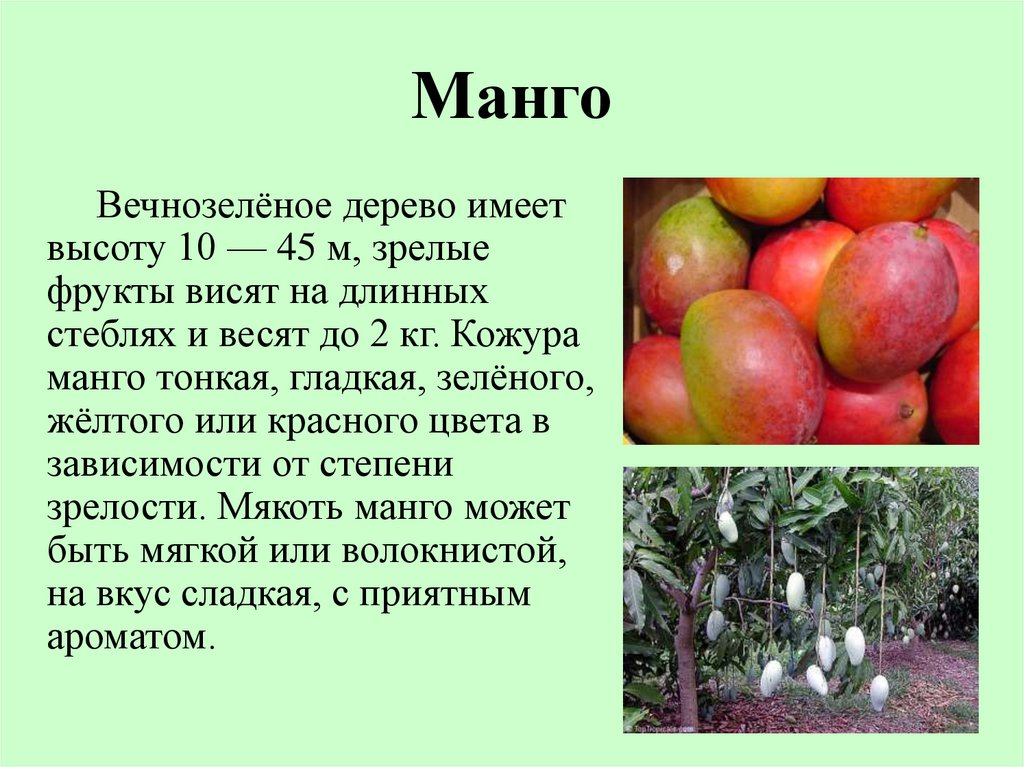 Манго фрукт полезные свойства и противопоказания. Манго описание фрукта. Сообщение о фрукте. Доклад про фрукты. Описать фрукт манго.