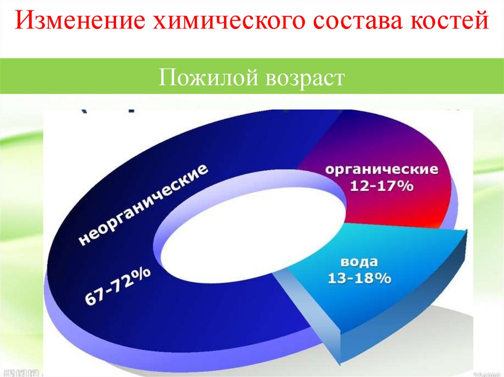 Строение кости химический состав