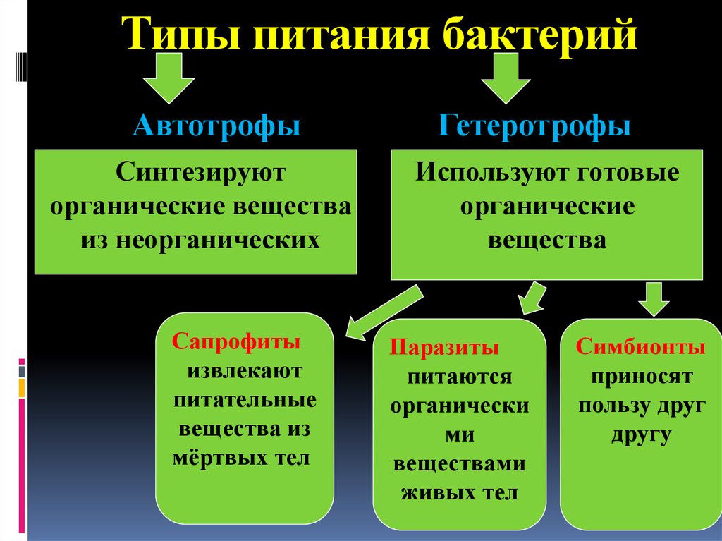 Типы питания бактерий