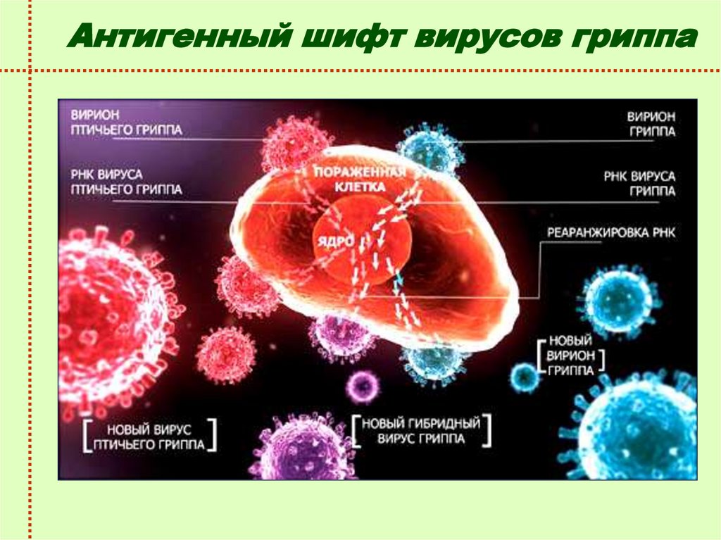 Мутация вируса. Причины мутации вирусов. Вирусы сателлиты. Птичий грипп вирусология. Вирусные инфекции описание