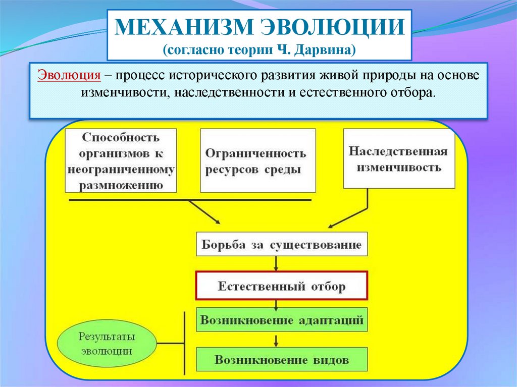 Естественный отбор направляющий фактор эволюции презентация 11 класс