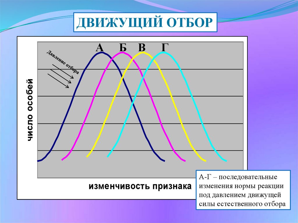 На каком из графиков представлено схематическое изображение сути движущего естественного отбора