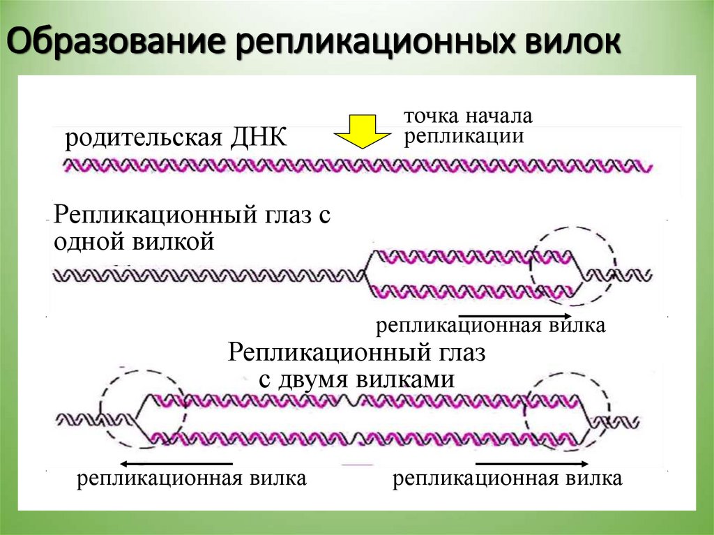 Генетический аппарат вируса представлен молекулой. Наследственный аппарат клетки. Репликационная вилка область ДНК ограниченная область. Генетический аппарат. Репликационная вилка.