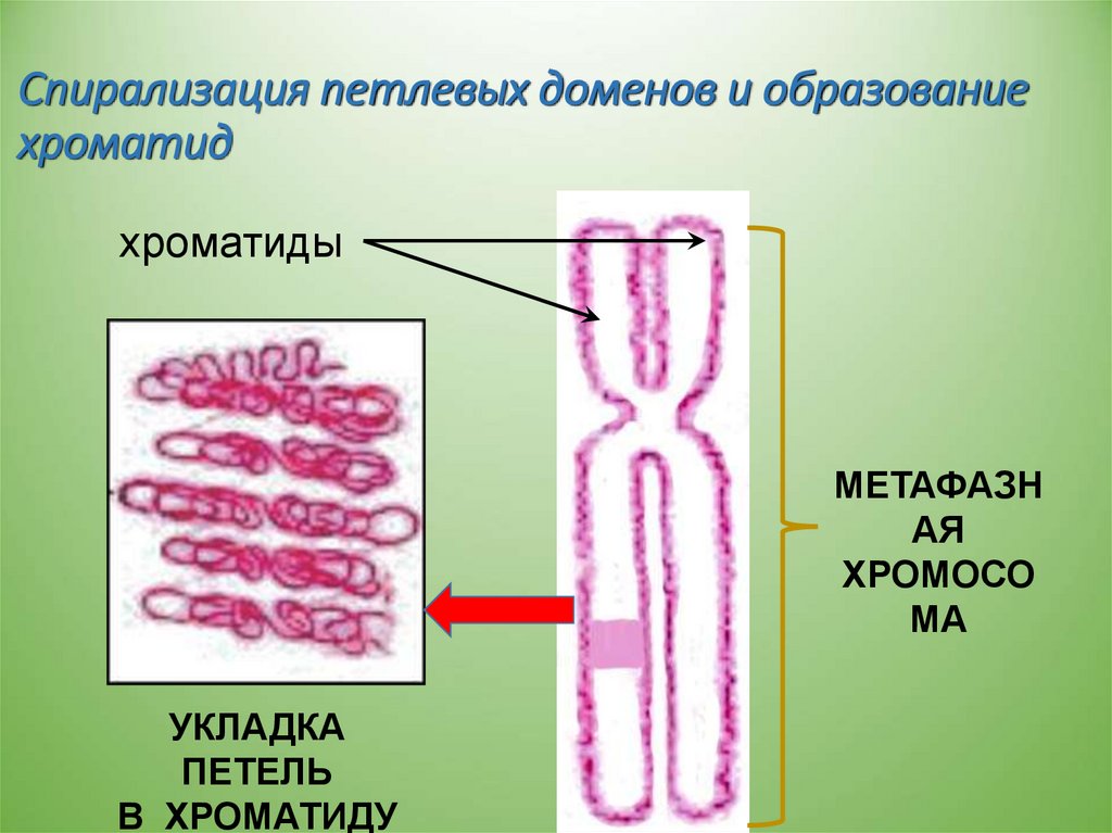 Спирализация белка. Генетический аппарат клетки. Спирализация. Спирализация хромосом в микроскоп. Наследственный аппарат клетки кратко.