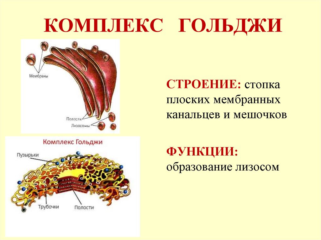 Строение комплекса гольджи. Строение мембраны комплекса Гольджи. Комплекс Гольджи состоит из. Состав комплекса Гольджи. Комплекс Гольджи строение.