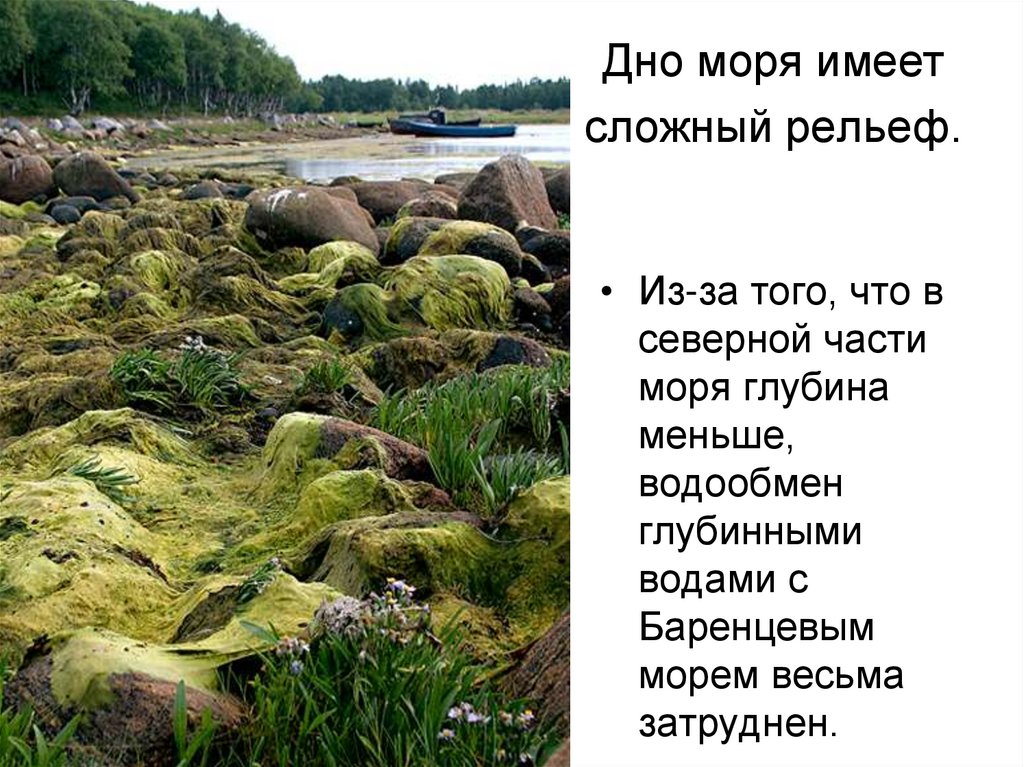 Белое море презентация