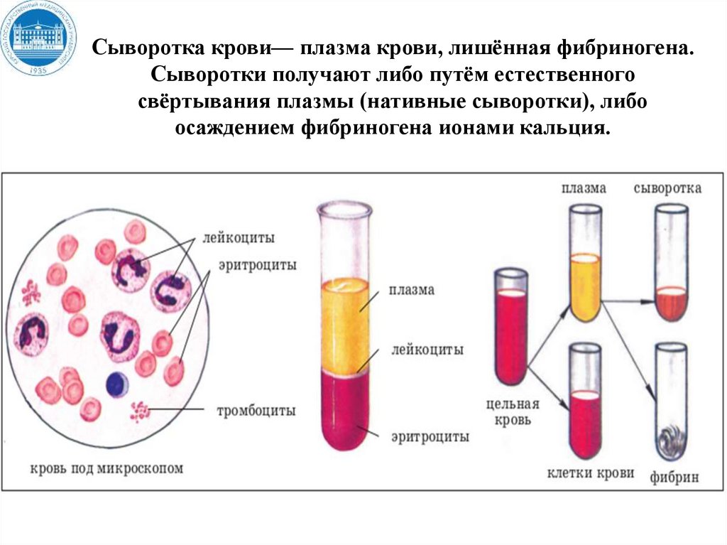 Сывороточные белки