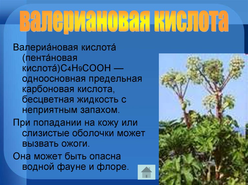 Пентановая кислота. Валериановая пентановая. Валериановая кислота. Пентановая кислота валериановая кислота. Валериановая кислота в природе.