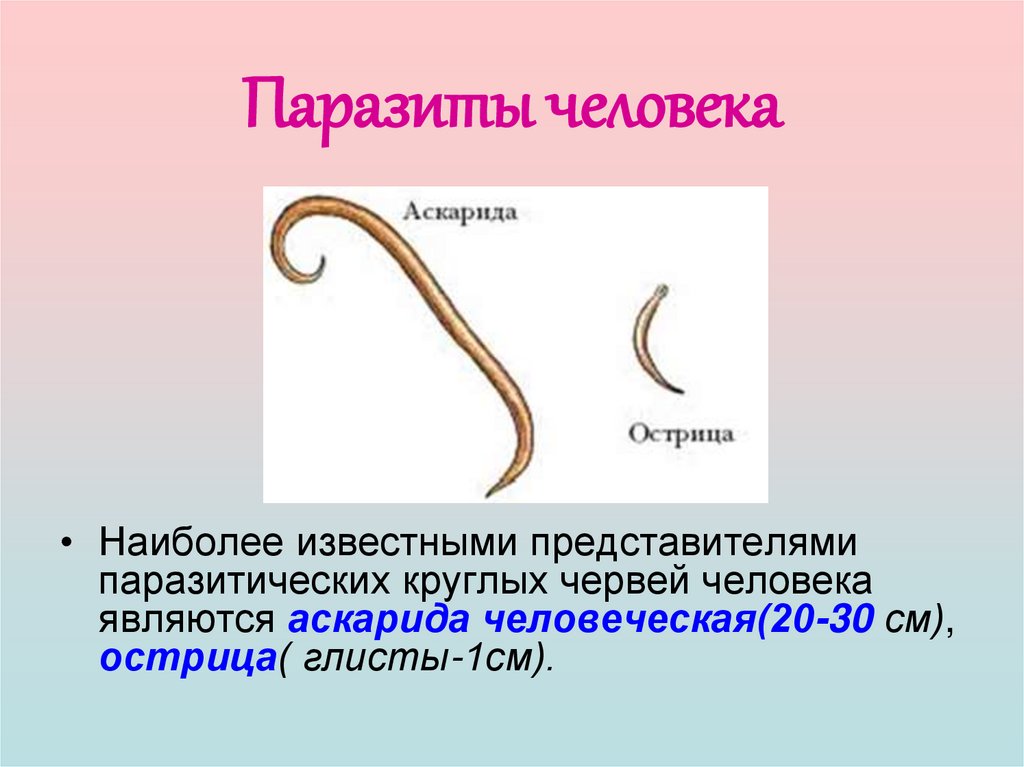 Круглые черви суждения. Круглые черви жизненный цикл. Тип круглые черви дыхание. Круглые черви виды выделения. Чем отличаются круглые черви.