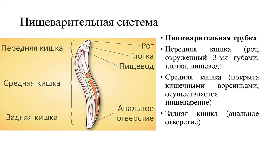 Тип круглые черви пищеварительная. Пищеварительная система круглого червя. Круглые черви пищеварительная система. Пищеварительная система круглых червей 7 класс. Строение пищеварительной системы круглых червей.