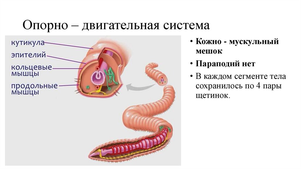 Кожно мускульный круглые черви. Опорно двигательная система дождевого червя. Опорно двигательная система круглых червей таблица. Опорно двигательная система кольчатых червей. Опорно двигательная система круглых червей.