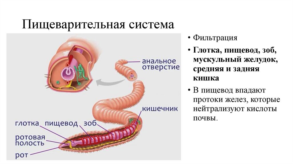 Пищеварительная система органов кольчатых червей. Пищеварительная система кольчатых червей 7 класс биология. Пищеварительная система кольчатых червей 7 класс. Система пищеварения дождевого червя. Пищеварительная система кольчатых червей схема.