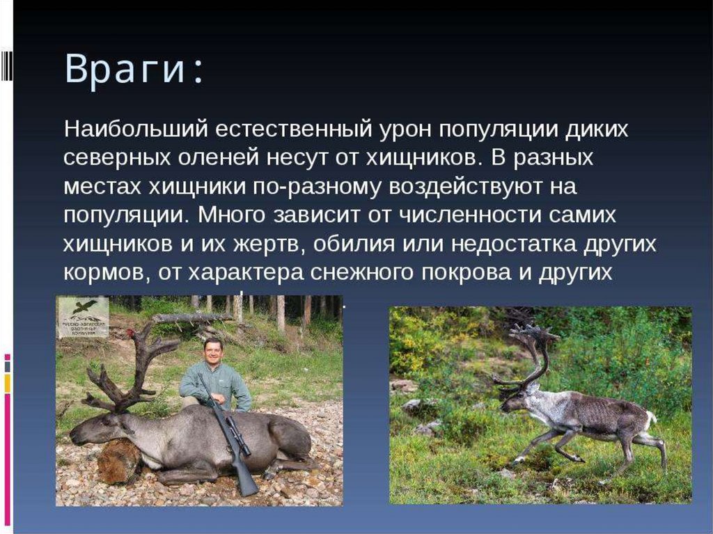 Интересные факты о олене. Информация про оленя. Северный олень презентация. Сообщение про оленя. Доклад про оленя.