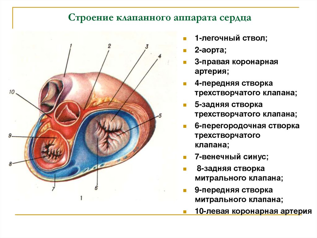 Рисунок клапанный аппарат сердца