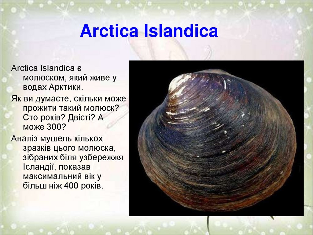 Arctica Islandica