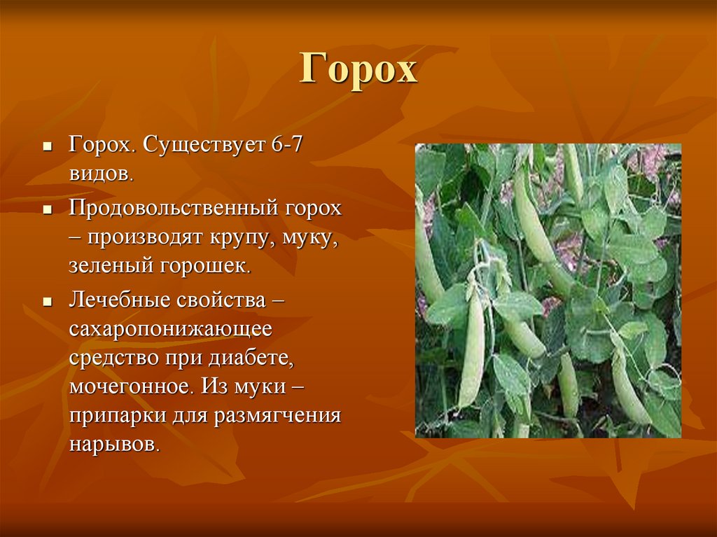 Горох сколько раз. Доклад про горох. Презентация на тему горох. Сообщение о горохе. Рассказ о горохе.