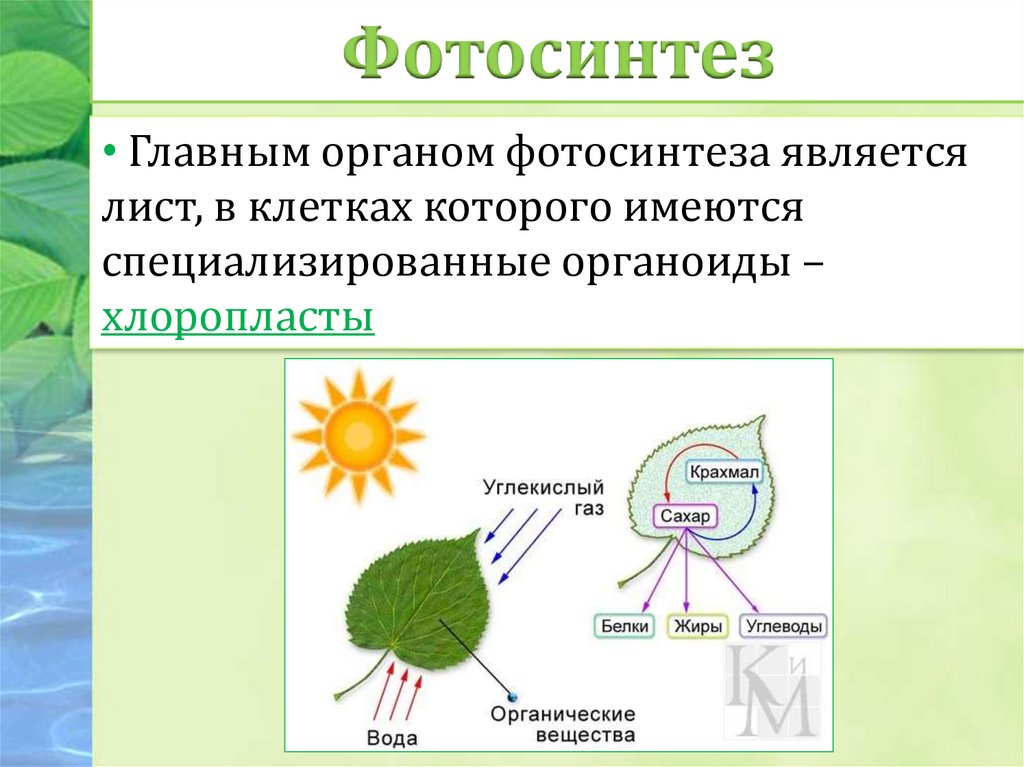 Как происходит процесс фотосинтеза. Процесс фотосинтеза у растений схема. Фотосинтез внутри листа. Схема фотосинтеза происходит в. Процессы происходящие в листе.