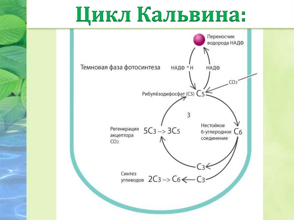 Атф и надф н. Цикл Кальвина в фотосинтезе. Цикл Кальвина в фотосинтезе схема. Фотосинтез темновая фаза фотосинтеза цикл Кальвина. Цикл Кальвина темновая фаза реакции.