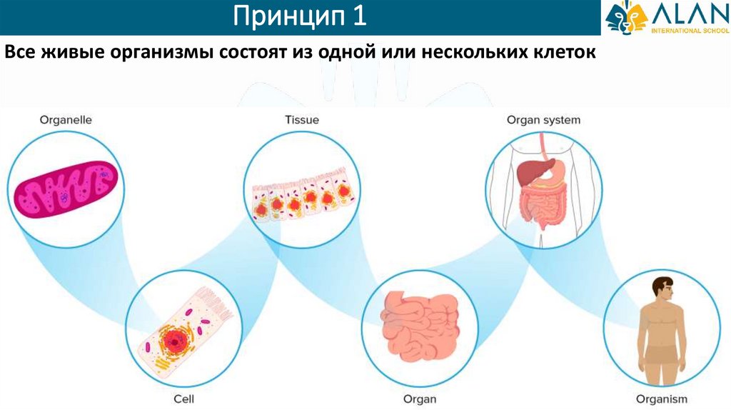 Любой живой организм состоит из