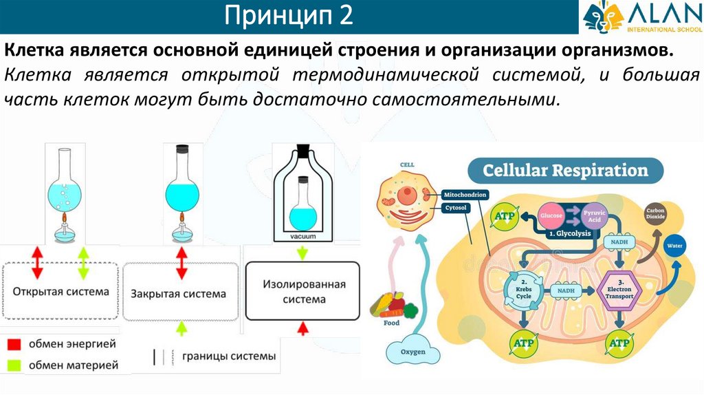 Организм состоящий из множества клеток