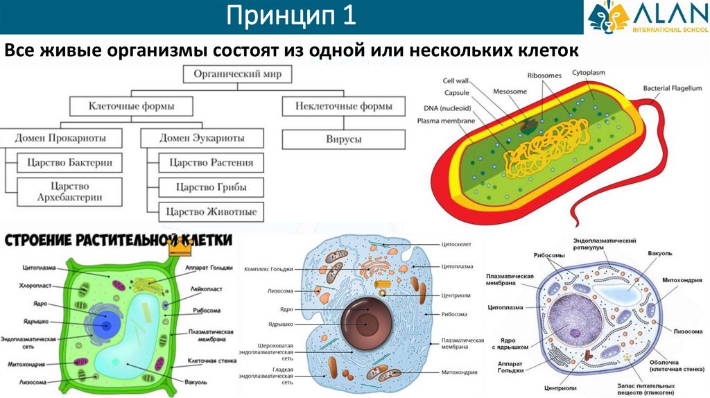 Организм состоящий из множества клеток