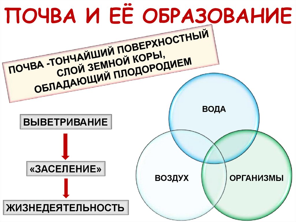 ПОЧВА И ЕЁ ОБРАЗОВАНИЕ