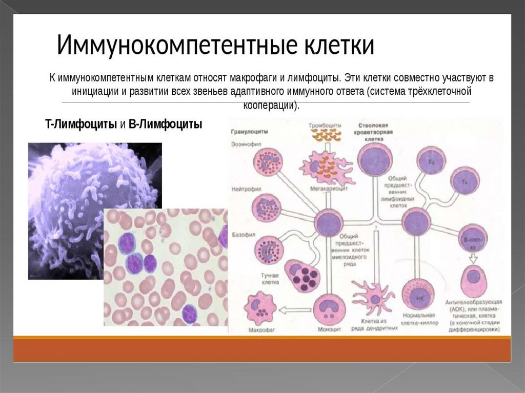 Специфическая защита организма (лекция 5) - презентация онлайн