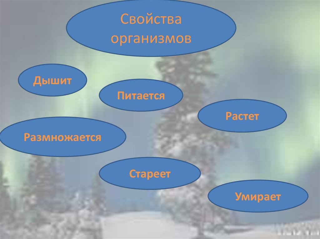 Явление живой природы важные сигналы. Объекты живой природы 2 класс. Эхо в мире живой природы презентация. Сюжет живой природы. Два факта о мире живой природы.