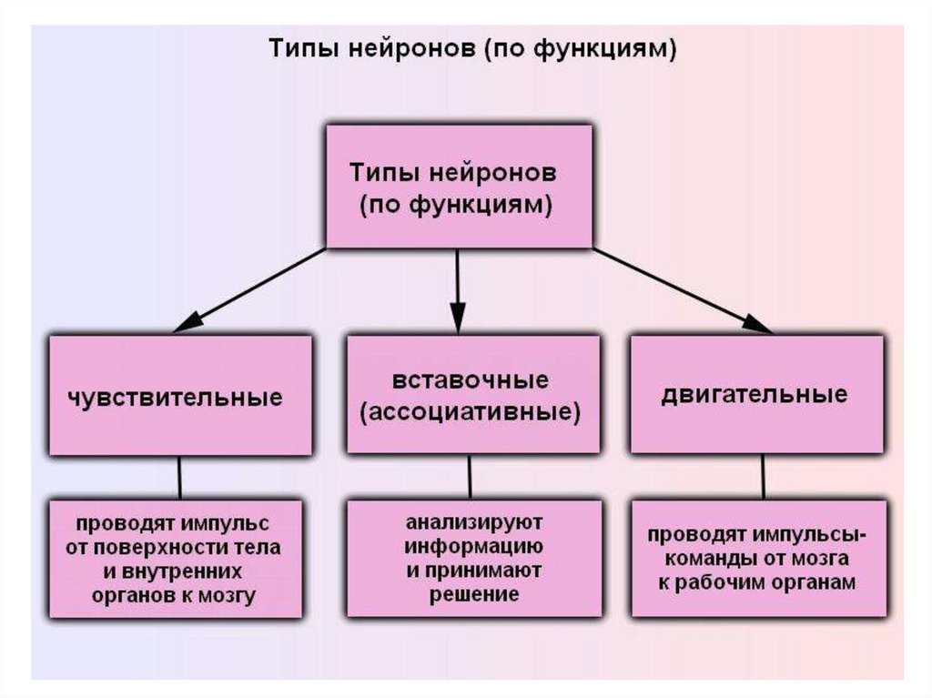 Функциональный вид. Типы нейронов по функциям. Вставочный Нейрон функции. Классификация нейронов по ф. Классификация нейронов по функ.