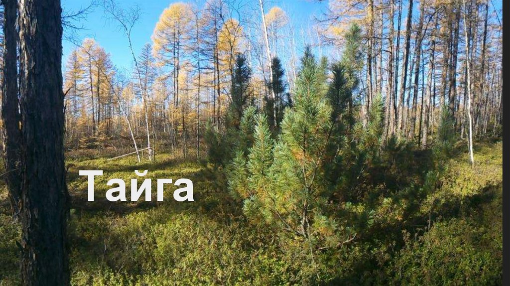 Тайга - online presentation