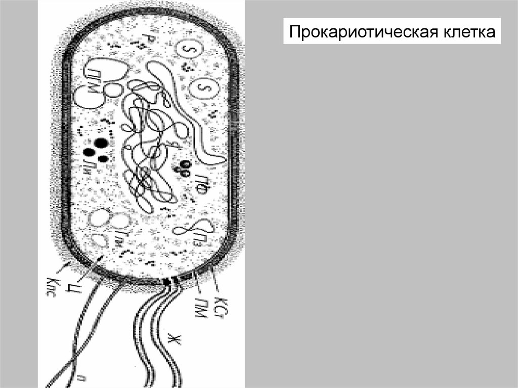 Появление первых прокариотических клеток