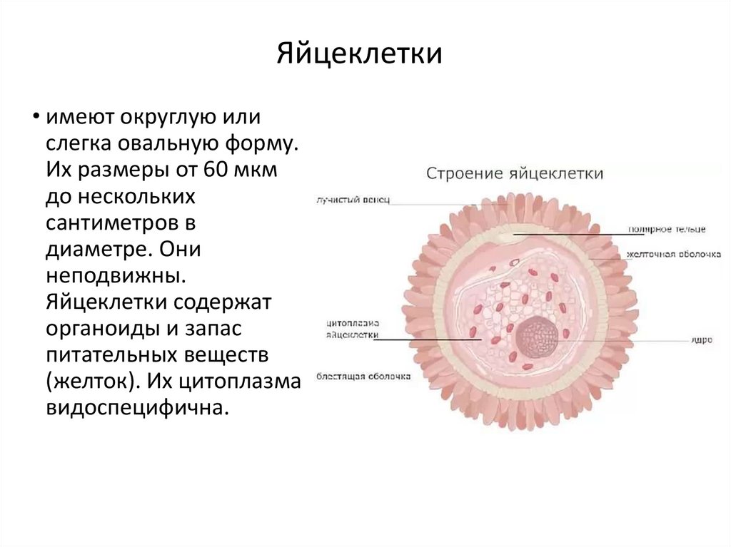 Слияние мужских и женских клеток