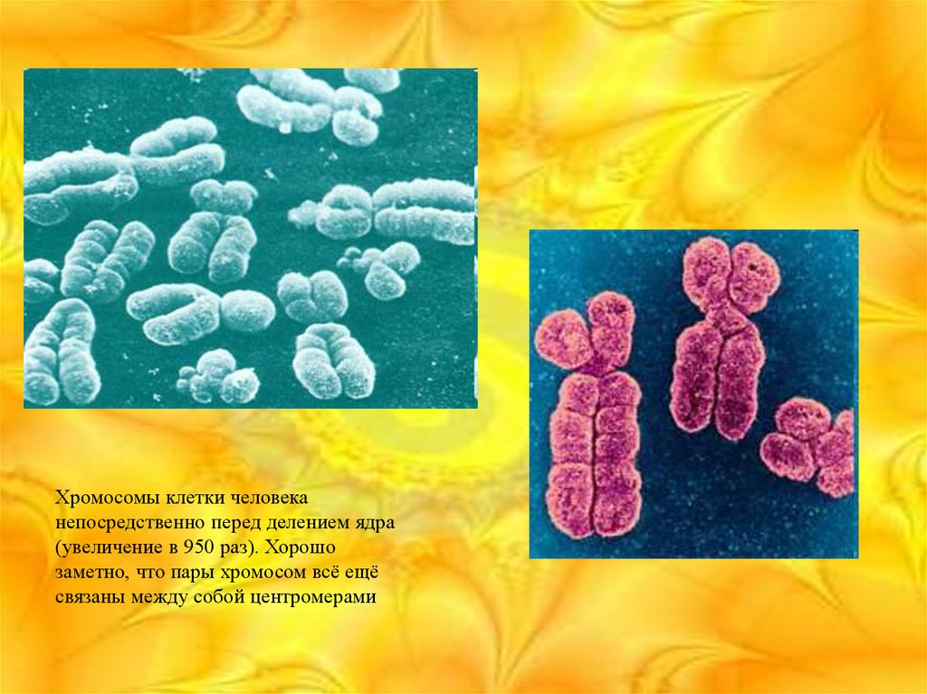 Перед делением клетки хромосомы. Презентация на тему строение хромосом. Хромосомы в клетке. Хромосомы перед делением. Половые хромосомы строение.