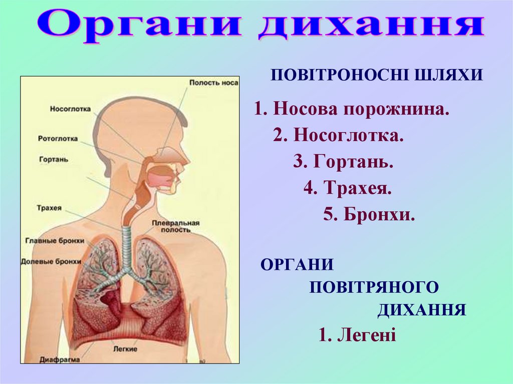 Носоглотка бронхи гортань носовая полость легкие трахея. Система дихання. Носоглотка гортань трахея. Дихальна система людини. Гортань трахея бронхи легкие.