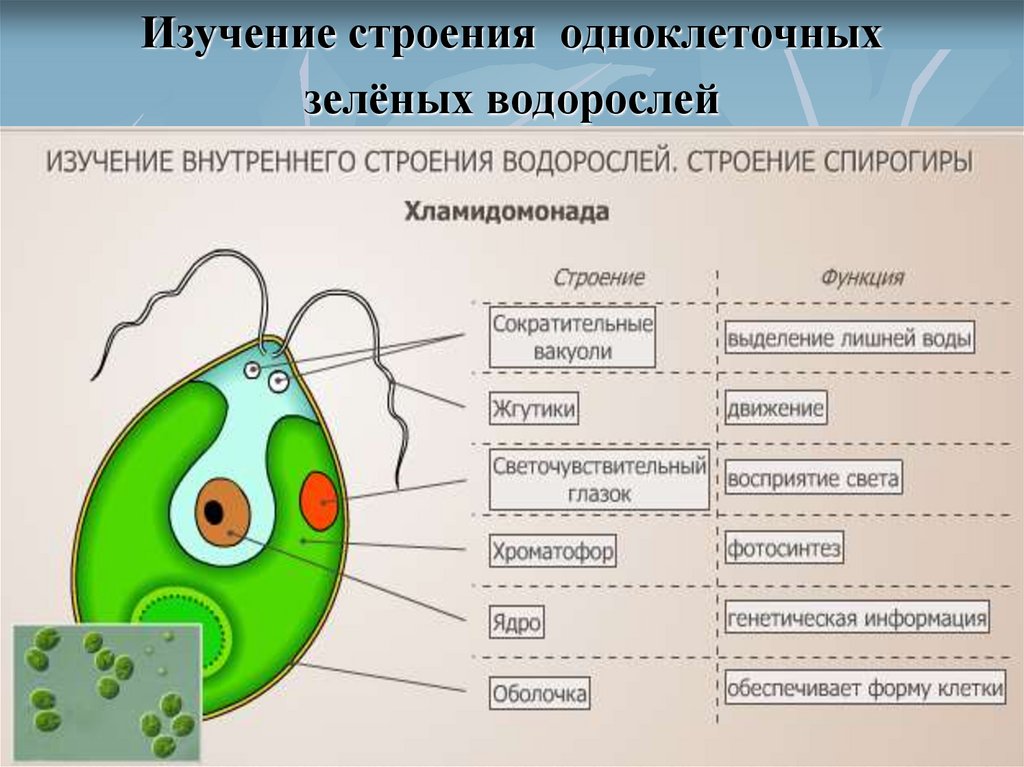Общее строение водорослей. Строение одноклеточных водорослей. Строение зеленых водорослей. Изучение строения одноклеточных водорослей. Строение водорослей ЕГЭ.