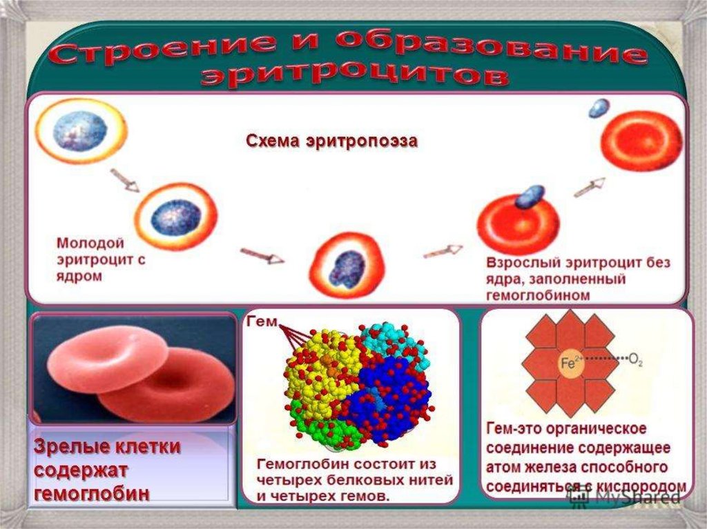 Синтез эритроцитов