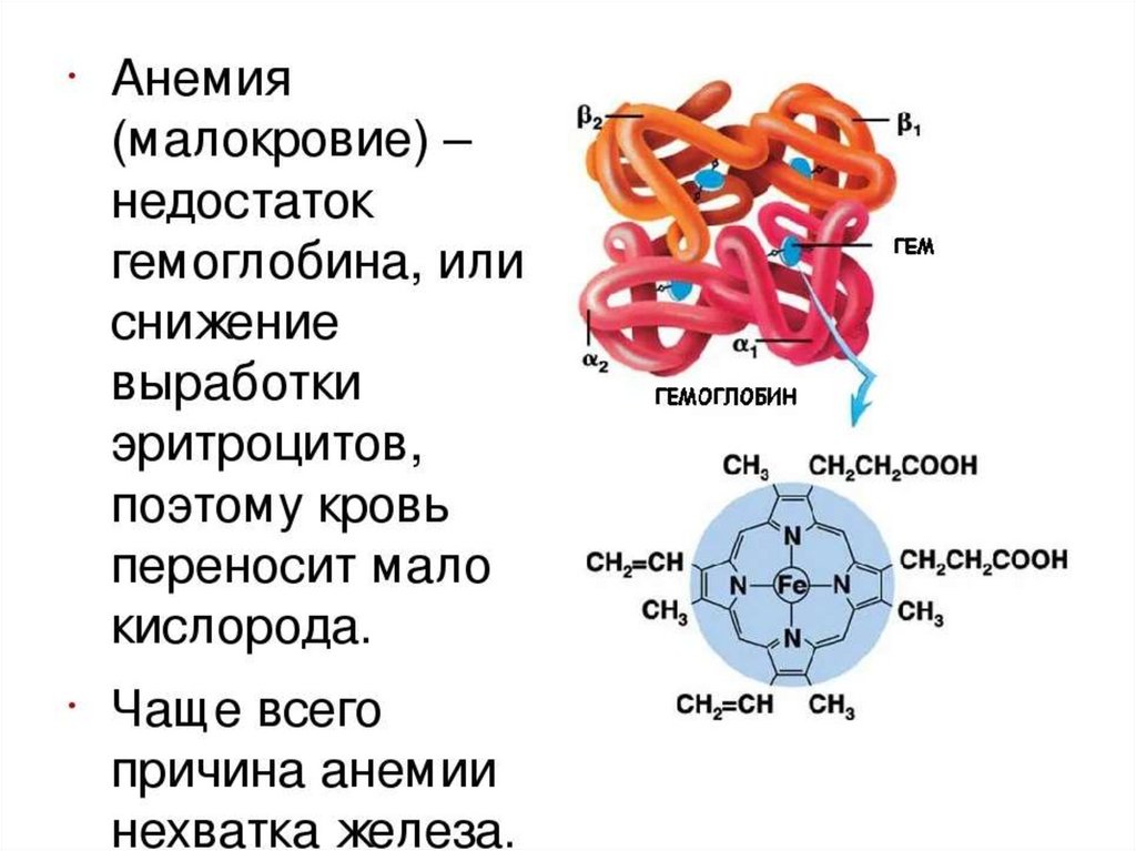 Какова функция миоглобина