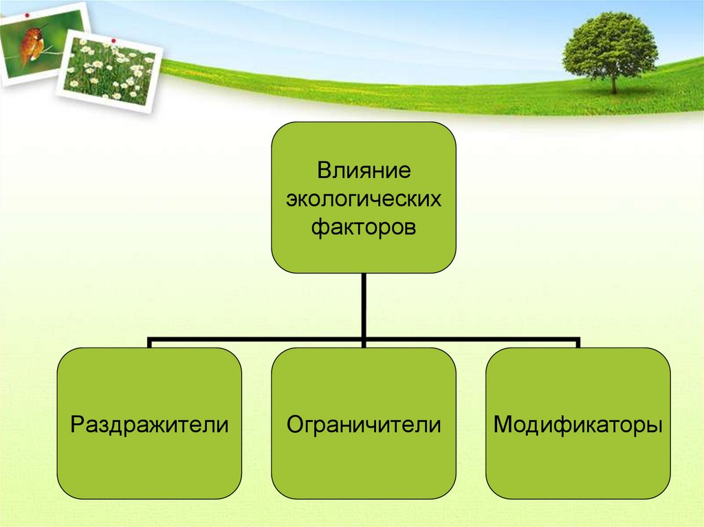 Растительные сообщества экологические факторы. Экологические факторы среды. Экологические факторы среды обитания. Факторы среды обитания организмов. Среда обитания и факторы среды.