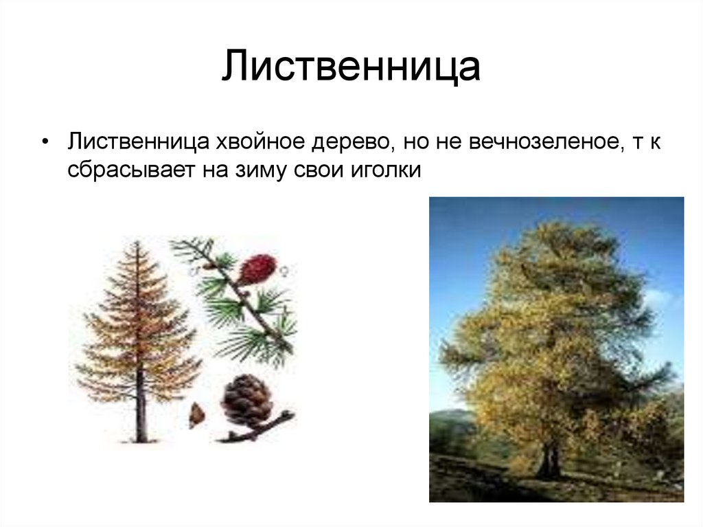 Где растет лиственница природная зона. Лиственница это лиственное дерево. Лиственница дерево хвойное. Лиственница Сибирская хвойное или лиственное дерево. Лиственница листопадное.
