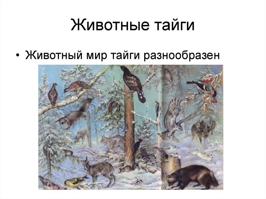 Животные тайги 4 класс окружающий. Обитатели тайги. Приспособление животных в тайге. Животные тайги окружающий мир. Обитатели тайги презентация.