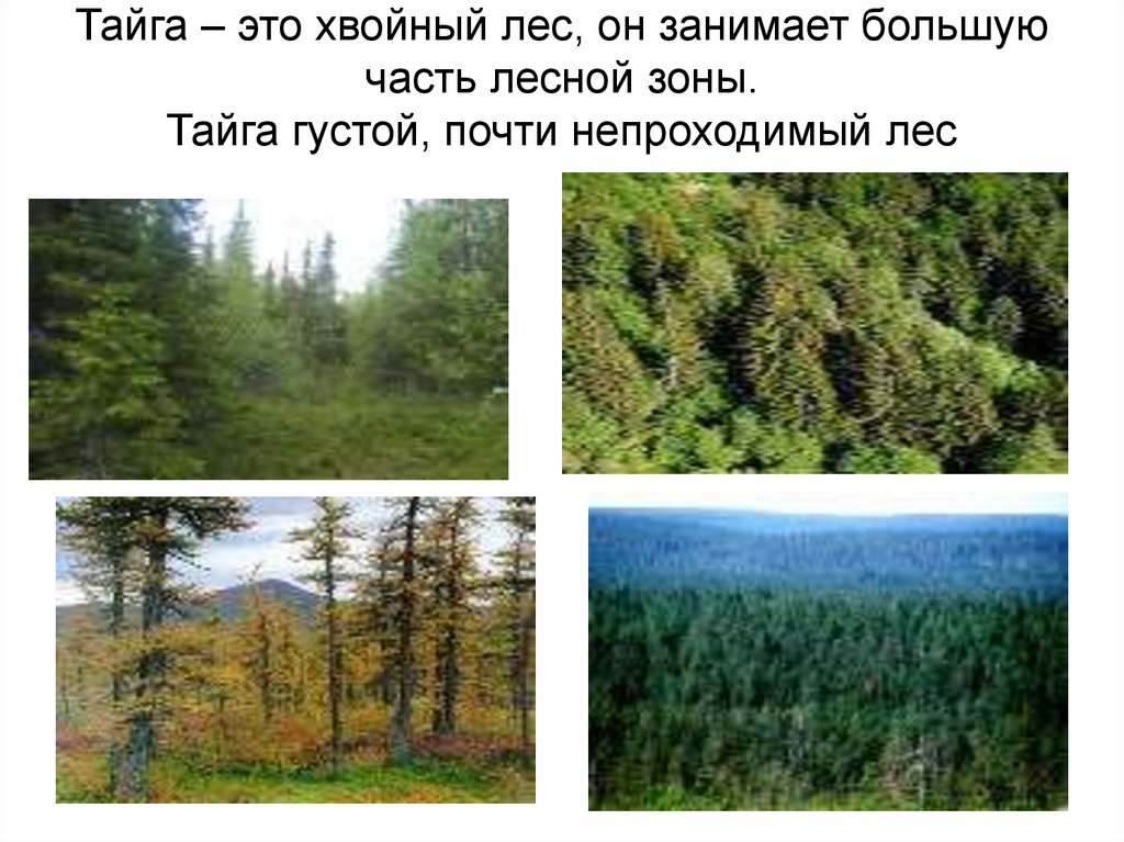 Природные ресурсы лесных зон россии. Тайга природная зона 4 класс. Тайга презентация. Растения тайги. Зона таежных лесов.