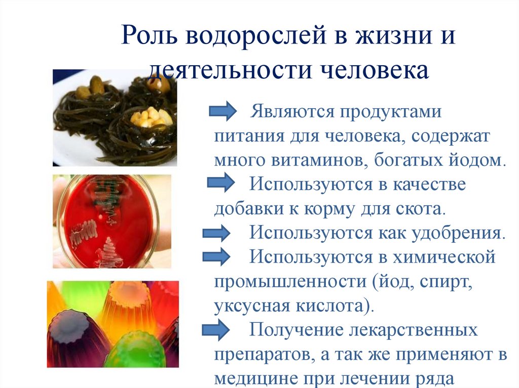 Водоросли в природе и жизни человека. Роль водорослей в природе. Роль водорослей в природе и жизни человека. Рисунок роль водорослей в природе и жизни человека. Роль водорослей в природе и жизни человека 5.