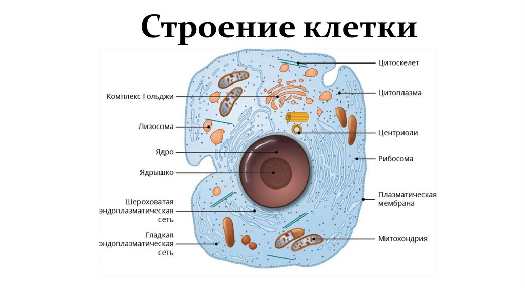 Строение клетки презентация 10 класс профильный уровень