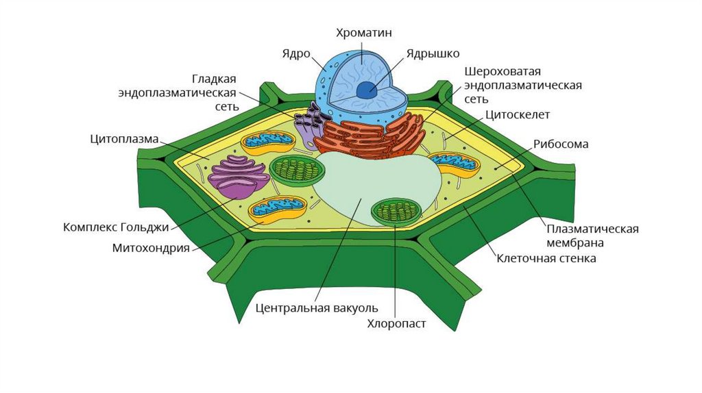 Клеточная стенка растений презентация